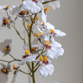 Orchid in a Ceramic Pot - White